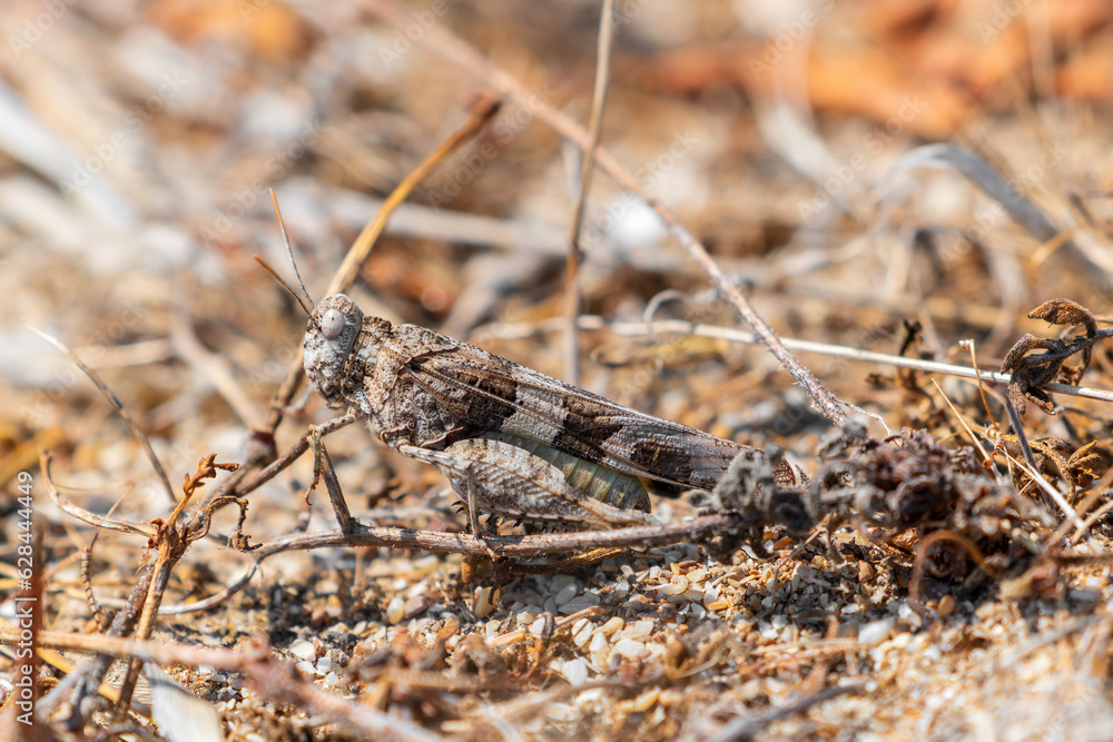 Large grasshopper camouflaged in dry grass Large grasshopper camouflaged in dry grass