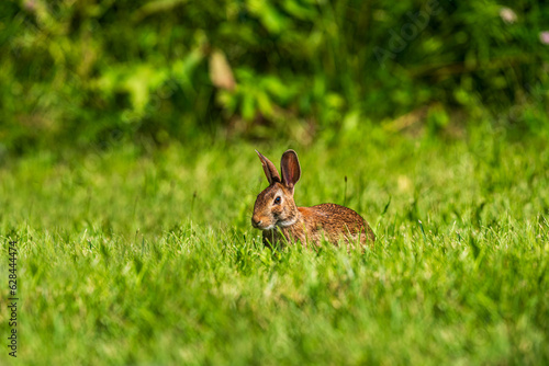 rabbit in the grass © Gerard