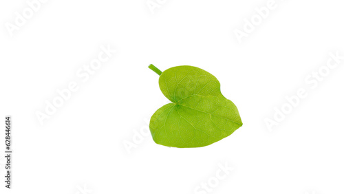 Macro closeup of organic Gulvel or Giloy or Tinospora cordifolia herb fresh green leaf isolated over white background photo