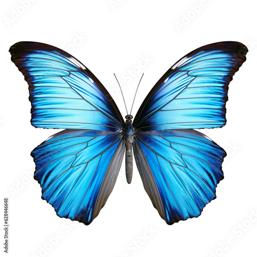 Blue Butterfly png butterfly blue png butterfly transparent background © HugePNG