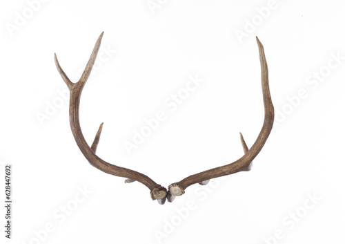 Deer antlers, deer horns isolated on white background © serikbaib