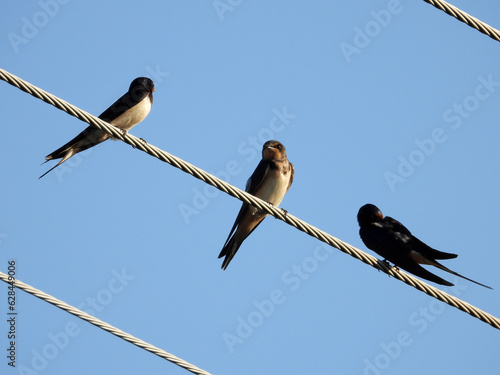 swallow birds sitting on electrical wires