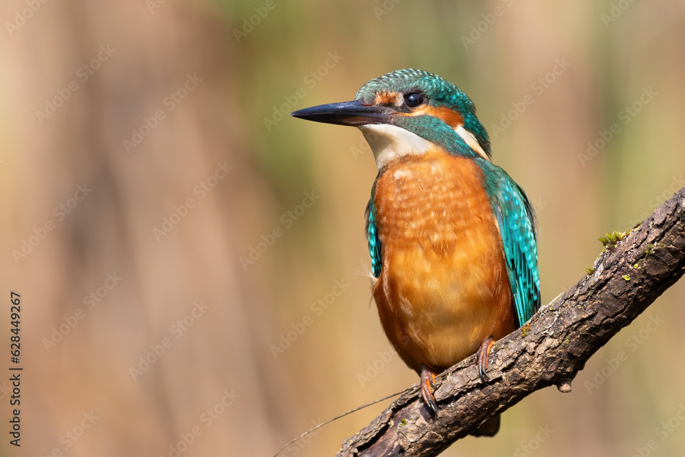 Common kingfisher, alcedo atthis.A bird sits on a branch over the river Common kingfisher, alcedo atthis.A bird sits on a branch over the river