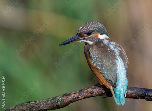 Common kingfisher, alcedo atthis. A young bird sits on a branch, waiting for prey © Юрій Балагула
