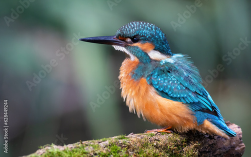 Common kingfisher, alcedo atthis.A bird sits on a beautiful branch, ruffling its feathers © Юрій Балагула