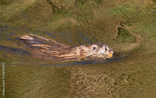 Muskrat, Ondatra zibethicus. An animal floating down the river