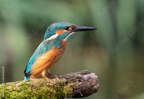 Common kingfisher, alcedo atthis. Early in the morning, a bird sits on a beautiful branch