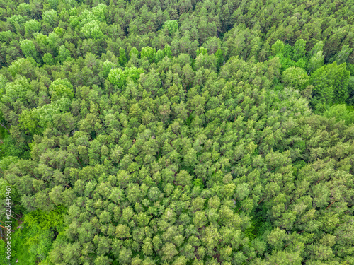 Aerial top view of summer green trees in forest. Drone photography.