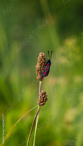 field butterflyfield butterfly