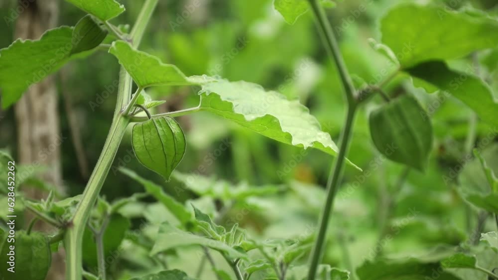 Young green physalis in the garden with green leaves in the background Young green physalis in the garden with green leaves in the background