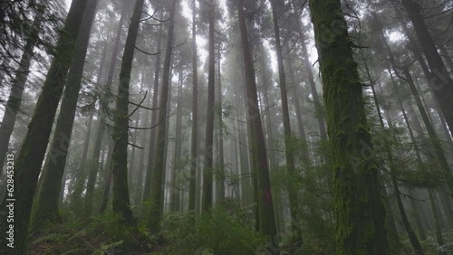 Mysterious misty forest on Sao Miguel Island, Azores, Portugal. Camera moves through the trees in foggy wet forest. Nature of Azores © SJ Travel Footage