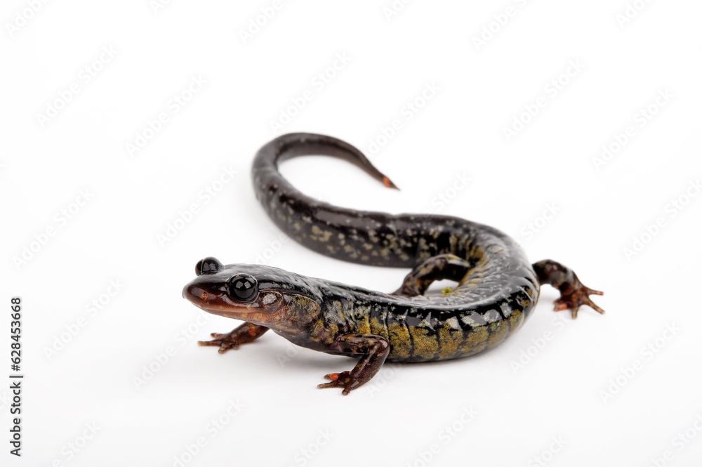 lungless salamander: South Carolina Slimy Salamander // Südkalifornischer Schleimsalamander (Plethodon variolatus)