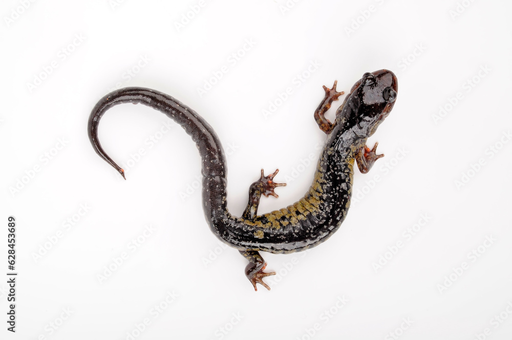 lungless salamander: South Carolina Slimy Salamander // Südkalifornischer Schleimsalamander (Plethodon variolatus) lungless salamander: South Carolina Slimy Salamander // Südkalifornischer Schleimsalamander (Plethodon variolatus)