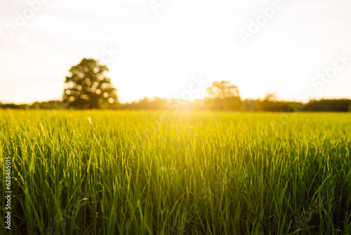 Fototapeta Naklejka Na Ścianę i Meble -  Rural landscape of young green wheat. A field of fresh grass is growing. Green wheat growing in the fields at sunset. The concept of agriculture, ecology, gardening