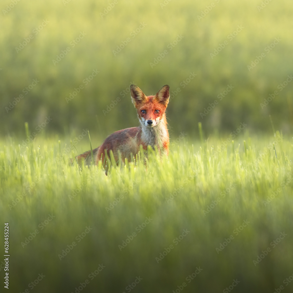 red fox red fox