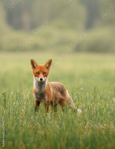 red fox in the grass