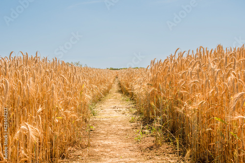 Field road between wheat fields.