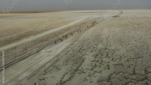 A caravan of camels in the desert. Aerial view. Drone flight over camels walking on sand. Camel caravan transporting salt in the Danakil Depression, Ethiopia