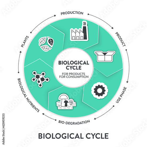 Biological cycle for product, consumption diagram infographic banner template with icon vector has production, product, use phase, bio degradation, biological nutrients and plants. Environment.