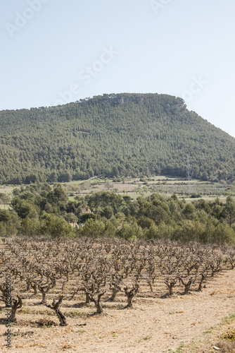 Vi  edo de uvas en zona mediterranea con dia soleado