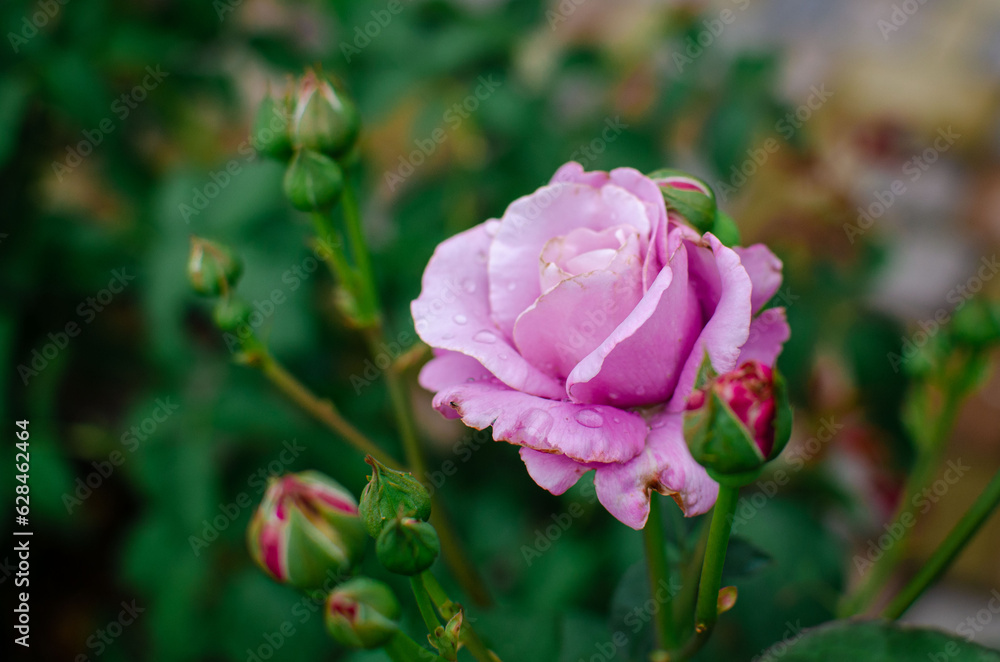 Pink roses on bush in the garden Pink roses on bush in the garden