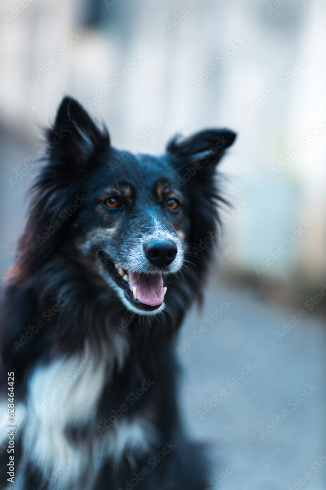 Border Collie Border Collie