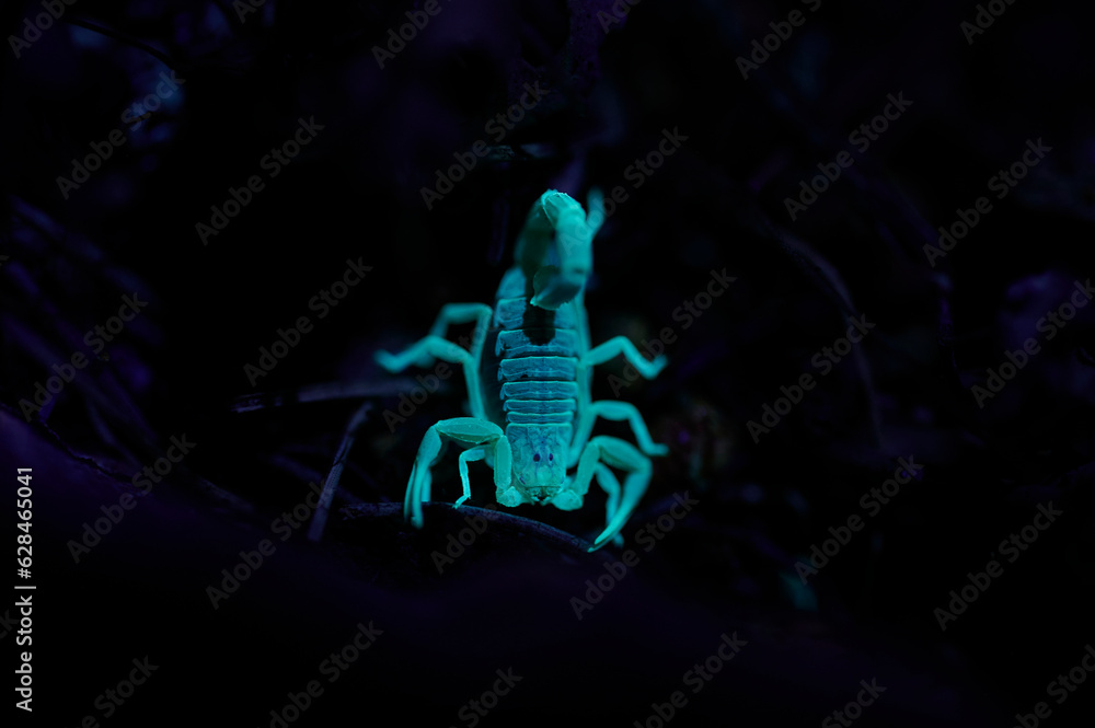 Fluorescent scorpion in darkness Fluorescent scorpion in darkness