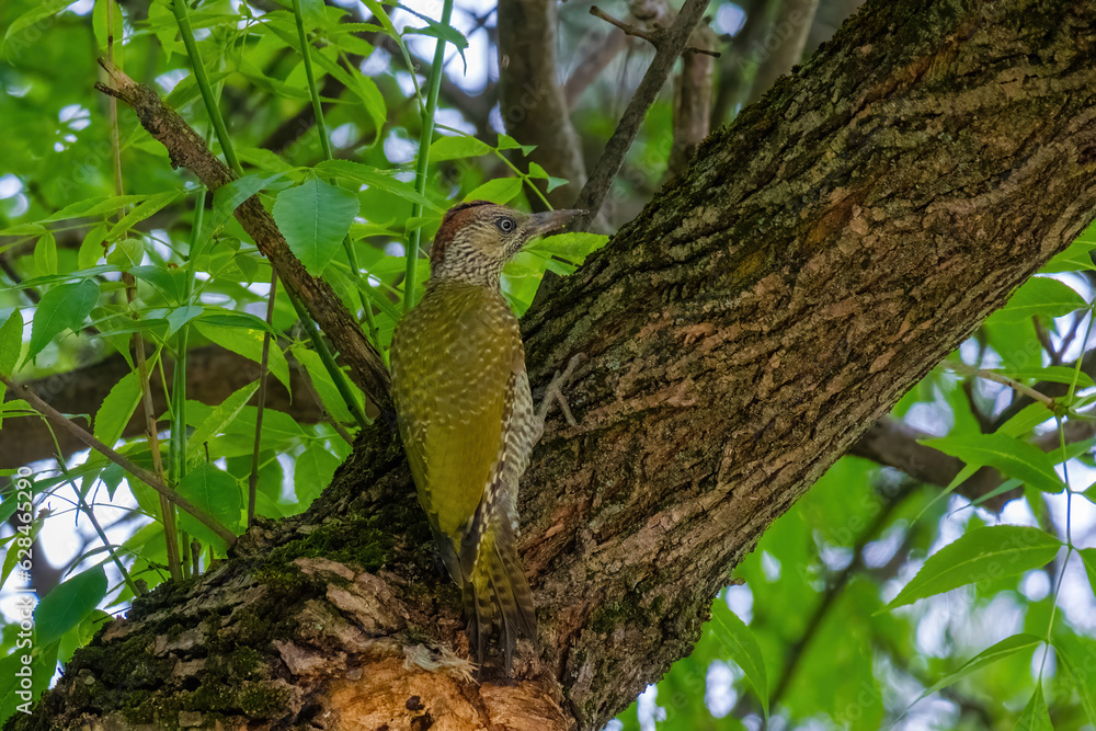 european green woodpecker perching in a tree european green woodpecker perching in a tree