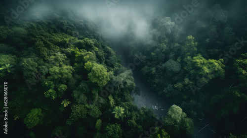 fog in the forest