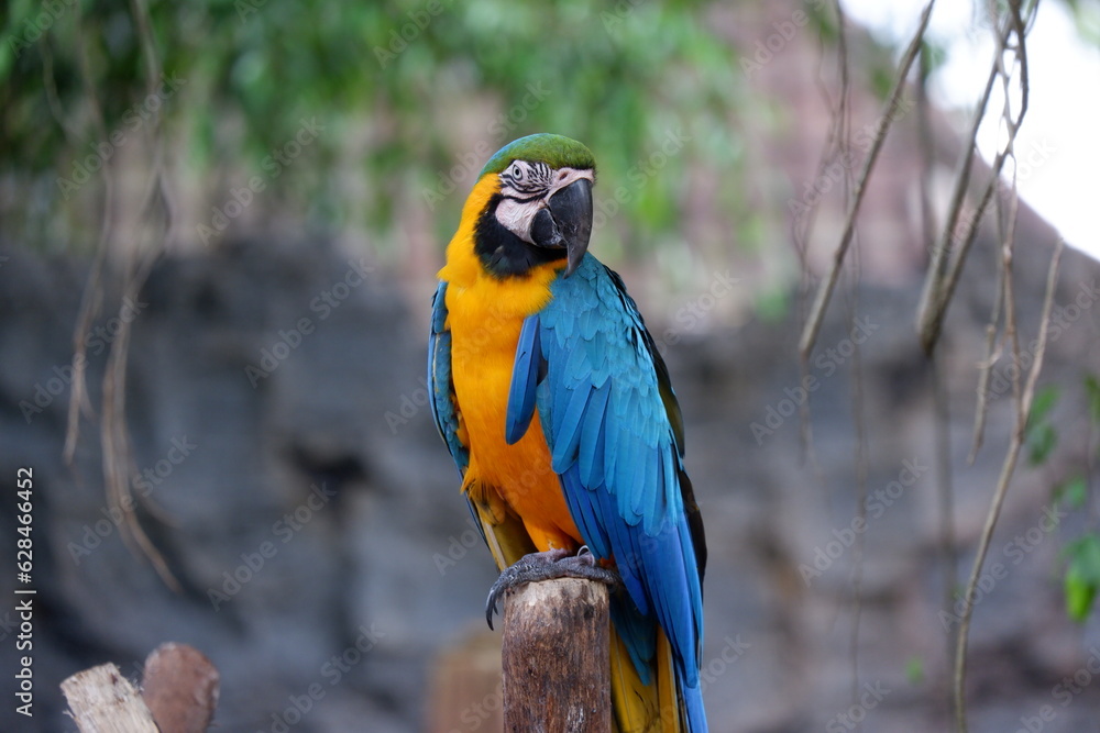 A cute yellow blue macaw parrot perched on a tree trunk at the zoo in Yogyakarta Indonesia
