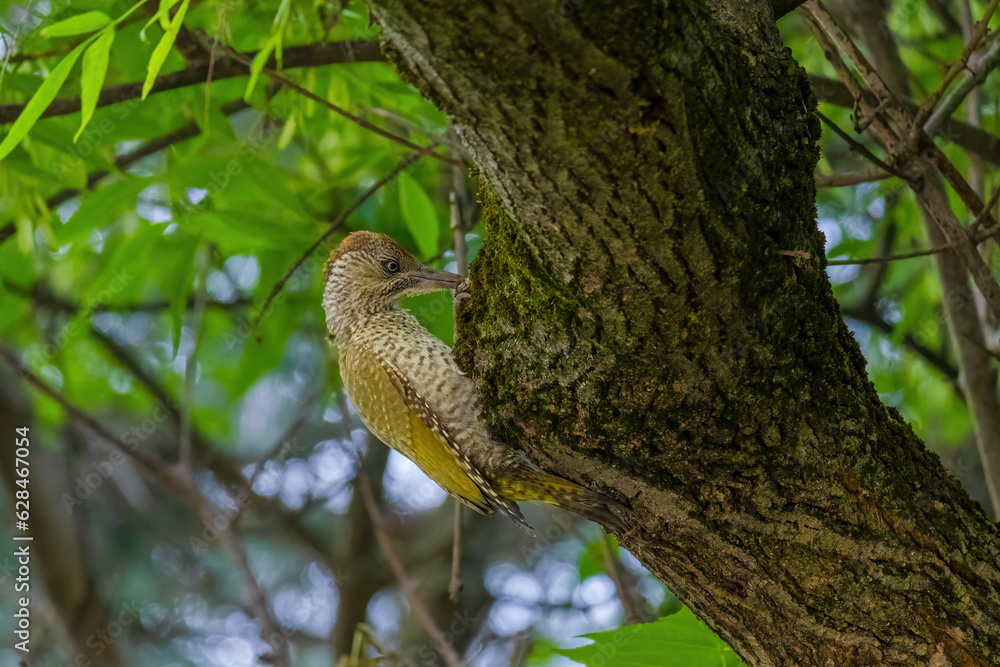 european green woodpecker perching in a tree