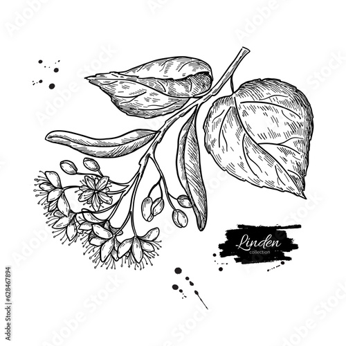 Linden branch drawing. Vector lime tree flower