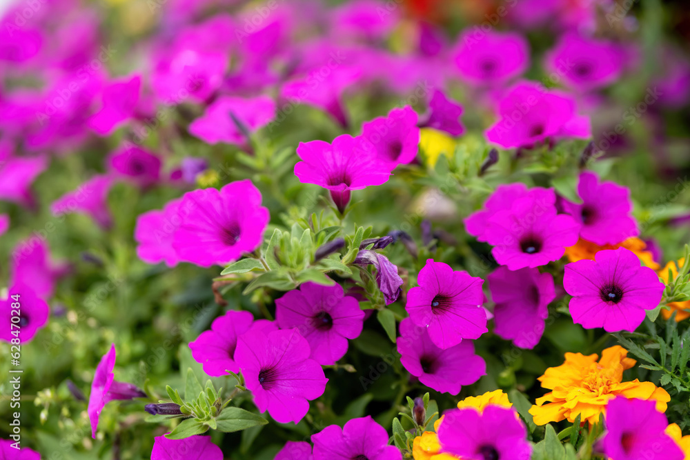 flowering purple petunias in summer flowering purple petunias in summer