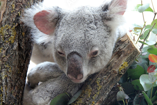 Fototapeta Naklejka Na Ścianę i Meble -  koala in a zoo in vienna (austria)