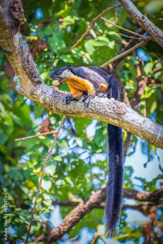 Oriental giant squirrels is on the tree branch with food in mouth. Taken at Huai Kha Khaeng, Uthai Thani in Thailand. Nature and wildlife. photo