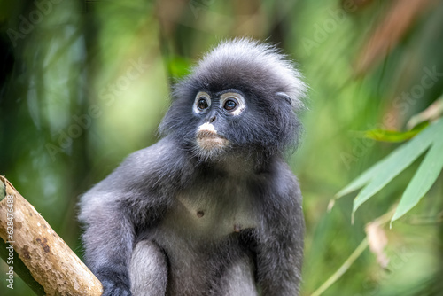 Close up image of Dusky Leaf Monkey or called Dusky Langur or Spectacled Langur. Taken at Kaeng Krachan National Park, Phetchaburi in Thailand. Nature and wildlife. © Jack