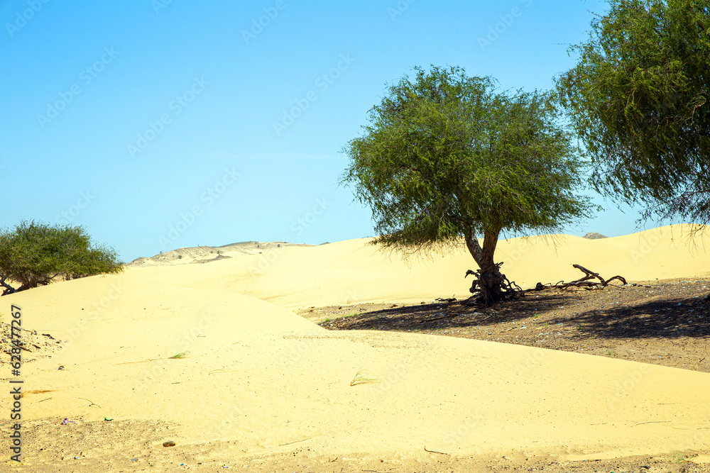 An oasis with green trees in middle of sandy desert on a hot summer day. Sultanate of Oman An oasis with green trees in middle of sandy desert on a hot summer day. Sultanate of Oman