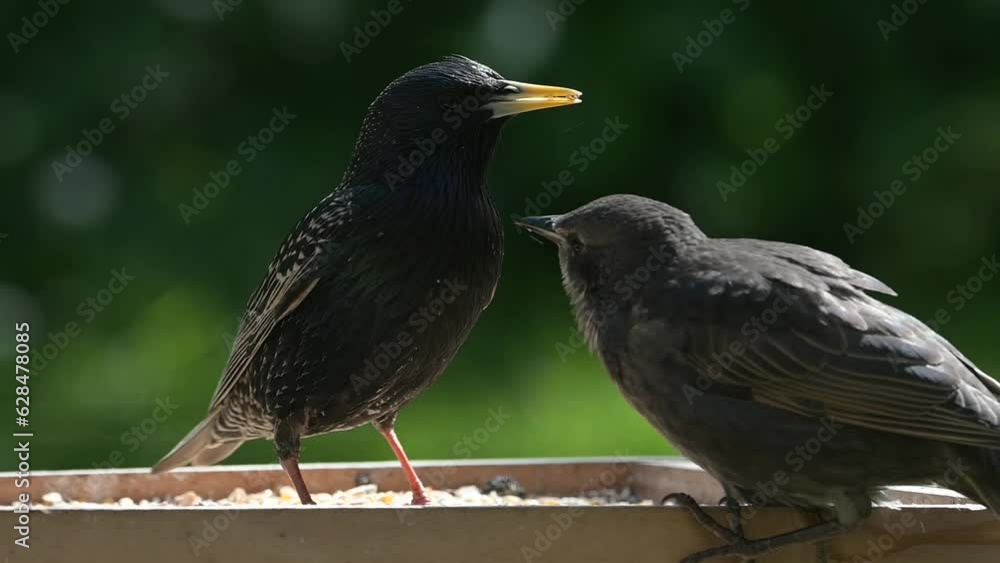 Adult Starling (Sturnus vulgaris) feeding a young one on garden bird table. April, Kent, UK. [Slow motion x5]