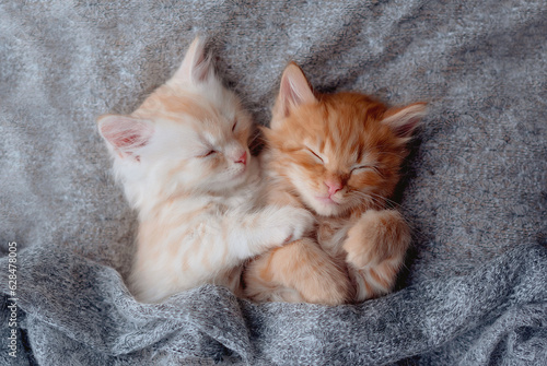 Cute ginger kittens sleeping on blanket. Cats rest napping on bed. Comfortable pet sleeping in cozy home. Top view web banner with copy space