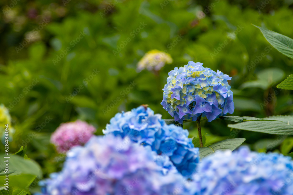 Hortensia flowers Hortensia flowers