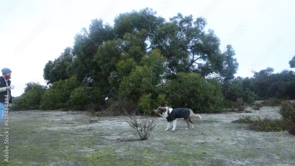 A bushman with his border collie dog running around and having fun in the Australian desert. A bushman with his border collie dog running around and having fun in the Australian desert.