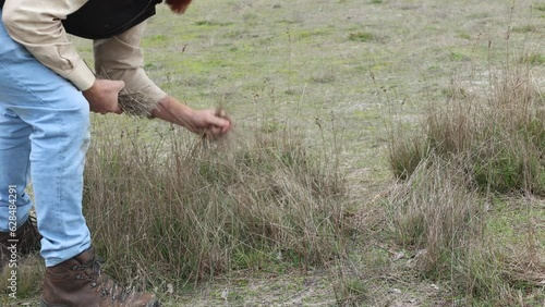 A close up shot bushman collects desert grass in the Australian outback photo