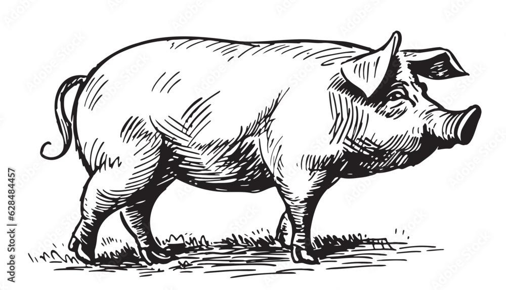 Fototapeta premium Farm hog pig sketch hand drawn in doodle style illustration