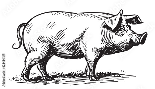 Farm hog pig sketch hand drawn in doodle style illustration