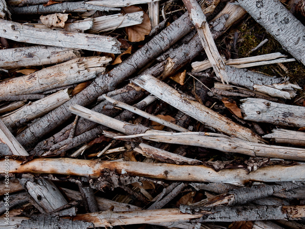 Close up of old small tree branches on the ground Close up of old small tree branches on the ground