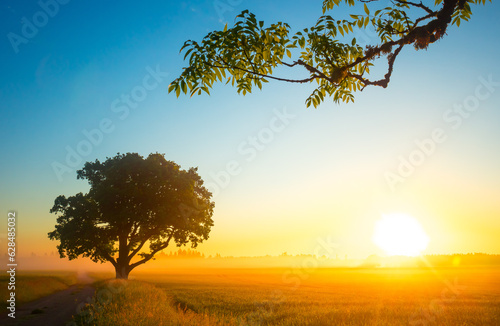 Golden Sunrise: Serene Wheat Field in the Countryside in Northern Europe © dachux21