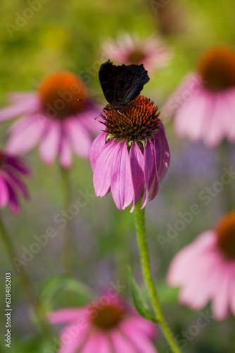  European peacock butterfly feeding on nectar from the Echinacea purpurea  -  purple coneflower. Growing bee-friendly flowers in the garden is the best way to help survive pollinators.