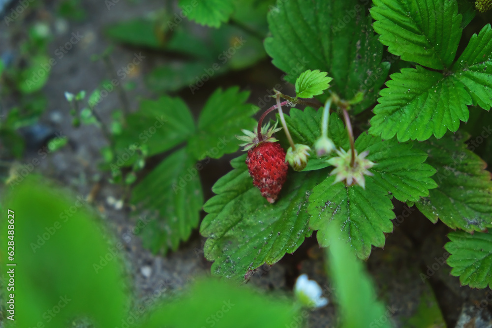 Red and green strawberry berries with white flowers in wild meadow, close up. Wild strawberries bush in forest Red and green strawberry berries with white flowers in wild meadow, close up. Wild strawberries bush in forest