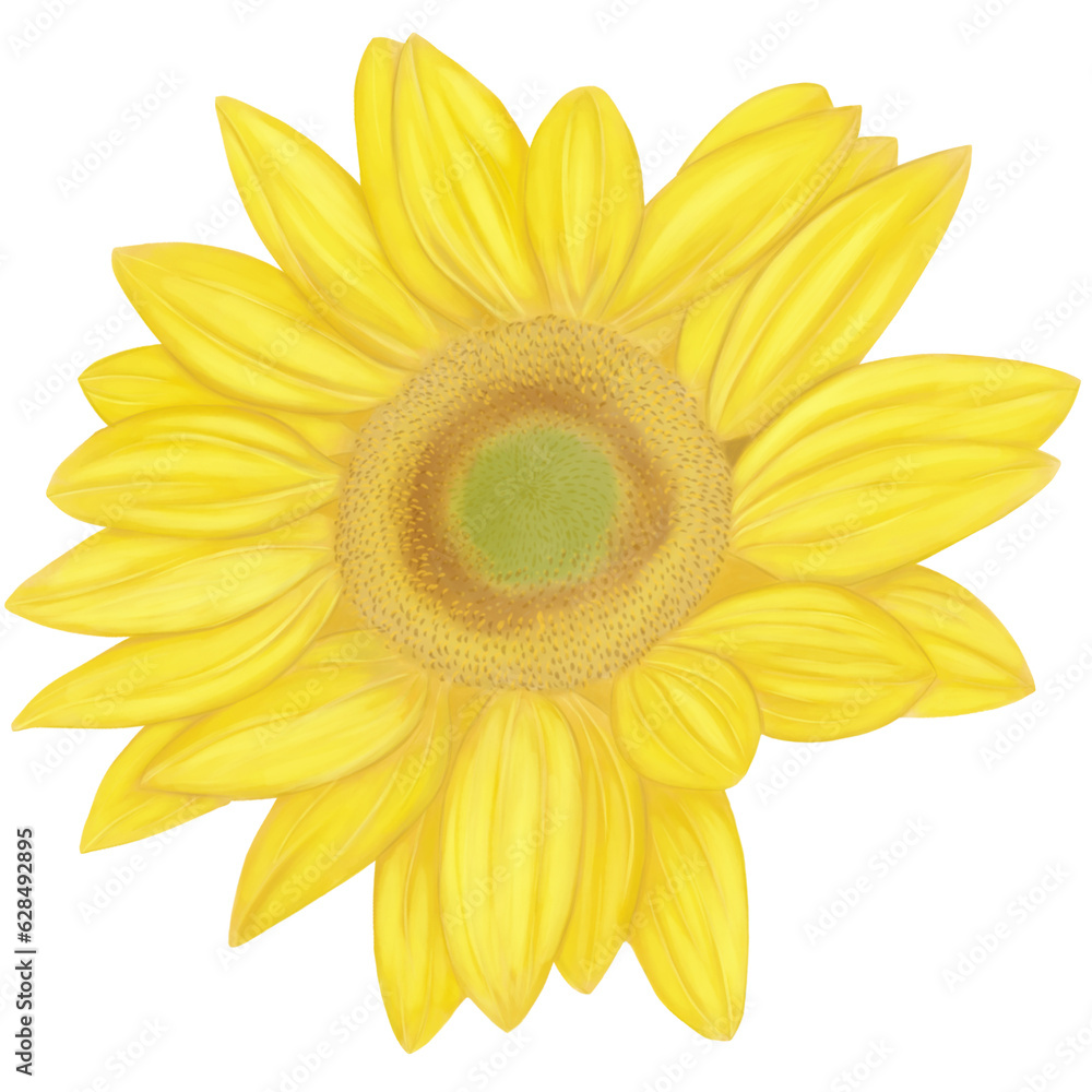 Fototapeta premium sunflower isolated