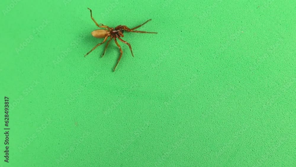 Spider dying from repellents on green background. Closeup of spiders isolated. Destruction of bugs. insect isolated. Entomology, bugs, bug. pest vs. repellent spray. Spider dying from repellents on green background. Closeup of spiders isolated. Destruction of bugs. insect isolated. Entomology, bugs, bug. pest vs. repellent spray.